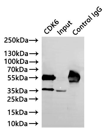 CSB-RA555745A0HU
