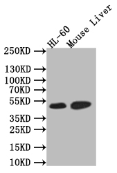 CSB-RA571090A0HU