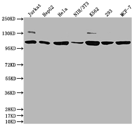 CSB-RA578819A0HU