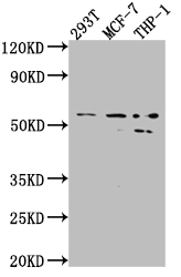 CSB-RA595609A0HU
