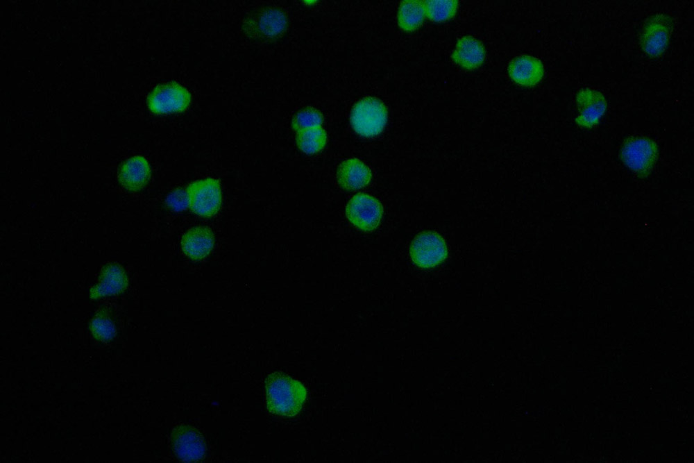CSB-RA787996A0HU