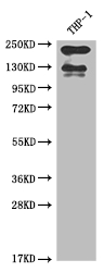 CSB-RA787996A0HU