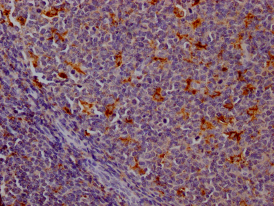 CSB-RA788455A0HU