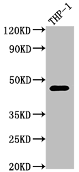 CSB-RA796695A0HU