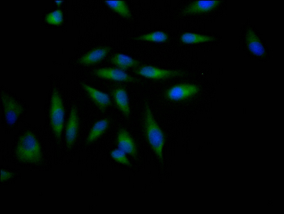 CSB-RA797631A0HU
