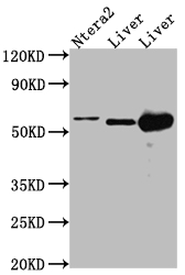 CSB-RA799763A0HU
