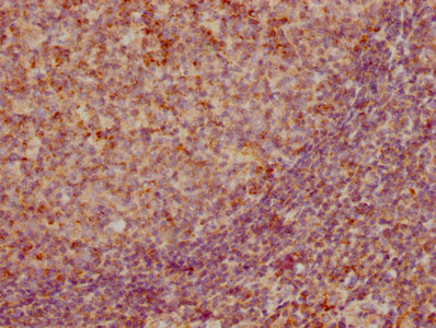 CSB-RA859522A0HU