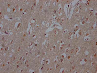 CSB-RA909081A0HU