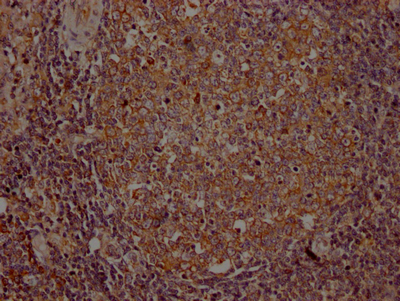 CSB-RA954682A0HU