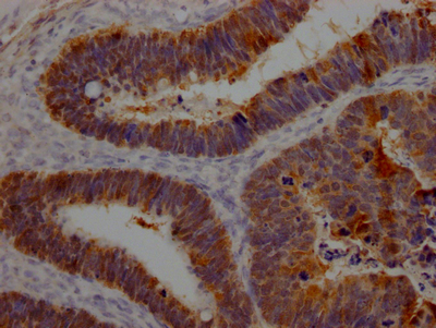 CSB-RA970289A0HU IHC