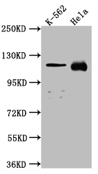 CSB-RA995655A0HU