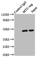 Myc标签单克隆抗体 (CSB-MA000041M0m)
