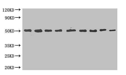 MBP单克隆抗体 (CSB-MA000061M0m)
