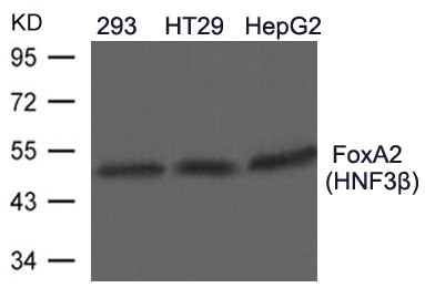 CSB-PA146585