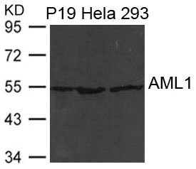 CSB-PA245126
