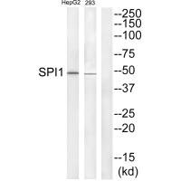 CSB-PA580989