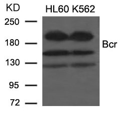CSB-PA929167
