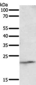 CSB-PA956774