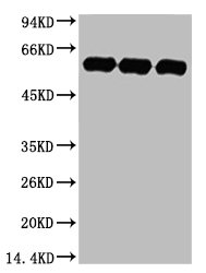 CSB-MA000190