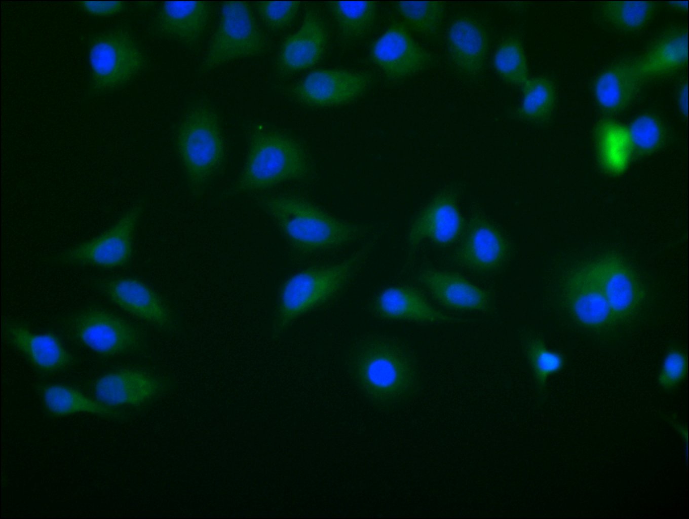 CSB-PA002657