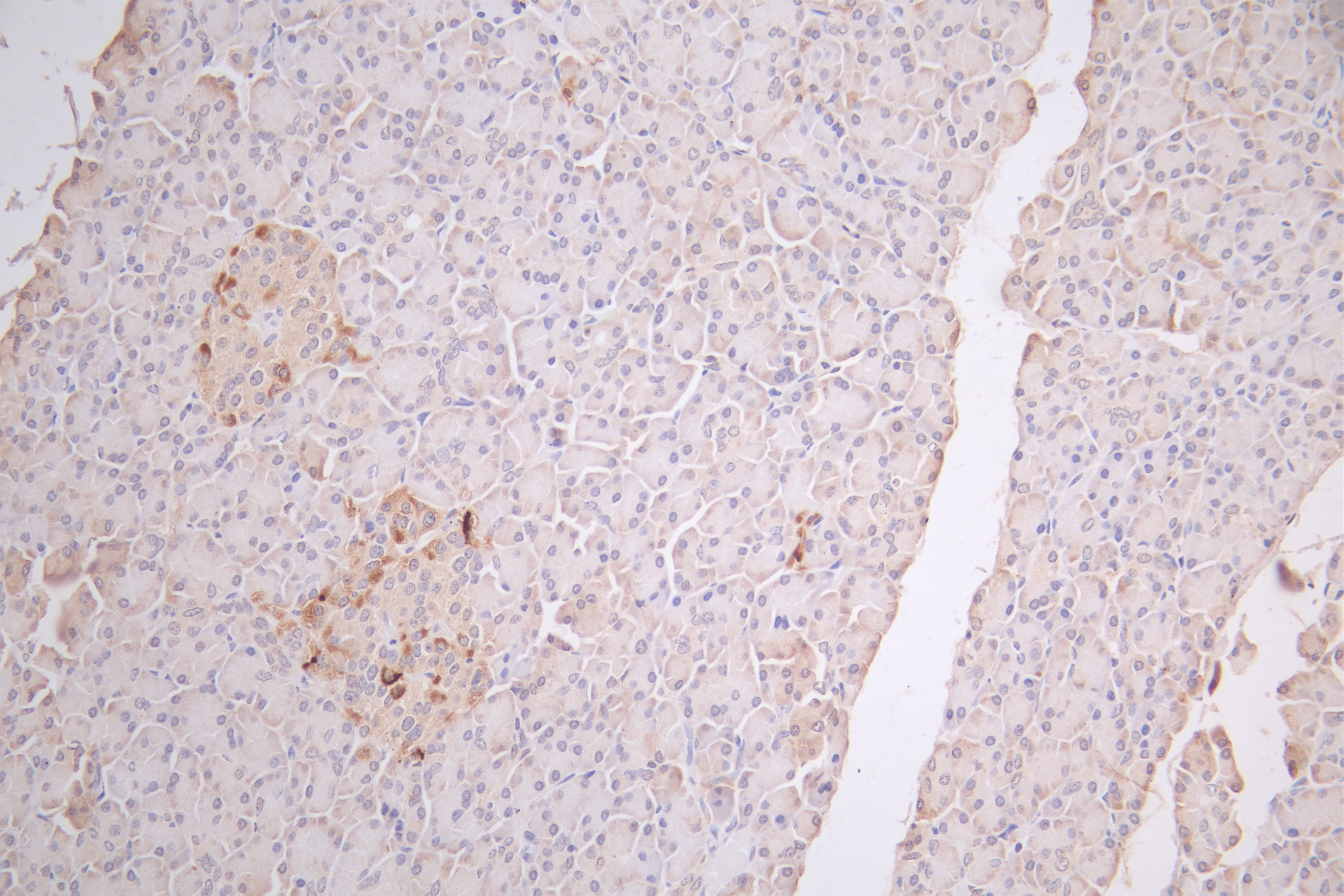 CSB-PA002657