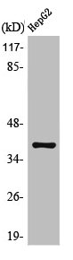 CSB-PA003207
