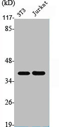 CSB-PA003207
