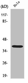 CSB-PA003492