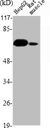 CSB-PA004537