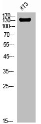 CSB-PA006197