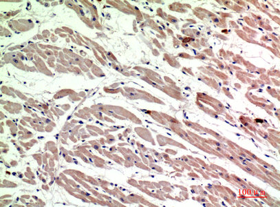 CSB-PA006303
