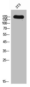 CSB-PA006303