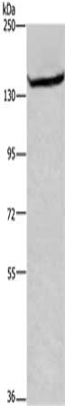 CSB-PA033958