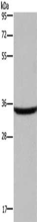 CSB-PA037884