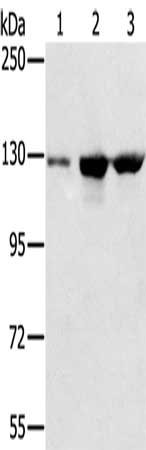 CSB-PA088333