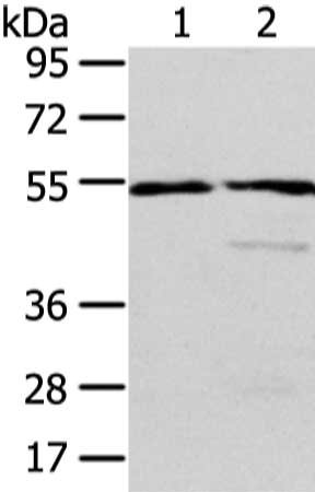 CSB-PA090286