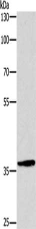 CSB-PA094054