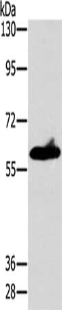 CSB-PA103751