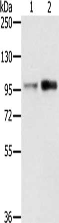 CSB-PA104885