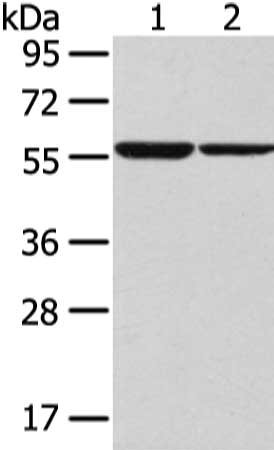 CSB-PA145393