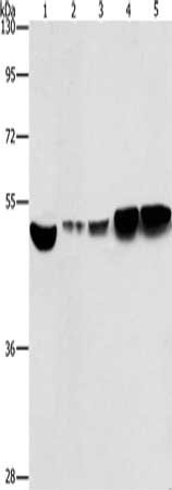 CSB-PA205920