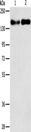 CSB-PA206082