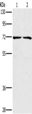 CSB-PA215866