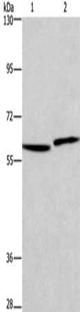 CSB-PA547529