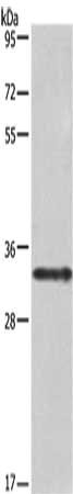 CSB-PA584603