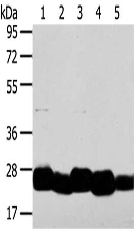 CSB-PA639635