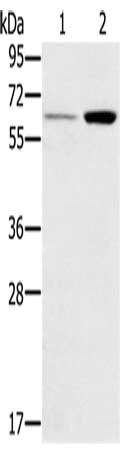 CSB-PA925190