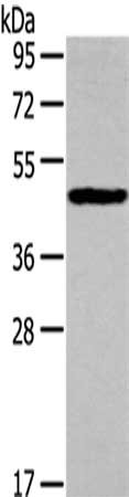 CSB-PA925610