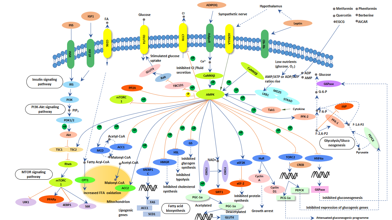 AMPK signaling