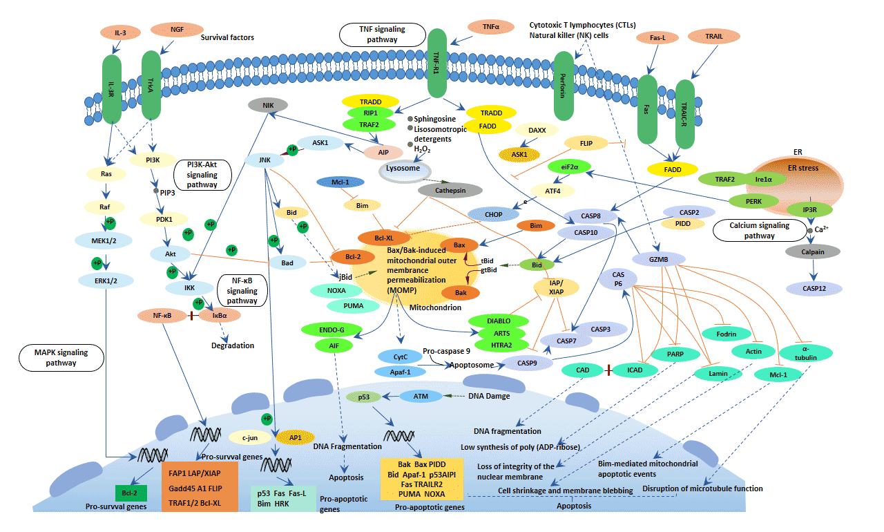 Apoptosis
